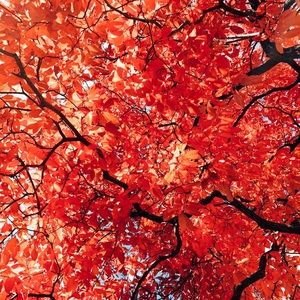 Meet your Posher, Phyo wai mya